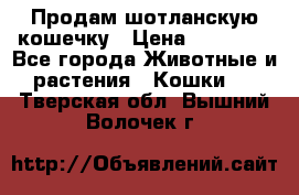 Продам шотланскую кошечку › Цена ­ 10 000 - Все города Животные и растения » Кошки   . Тверская обл.,Вышний Волочек г.